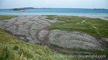 King penguin colony and the Bay of Isles on the northern coast of South Georgia Island.  Over 100,000 nesting pairs of king penguins reside here.  Dark patches in the colony are groups of juveniles with fluffy brown plumage.  The icebreaker M/V Polar Star lies at anchor, Aptenodytes patagonicus, Salisbury Plain