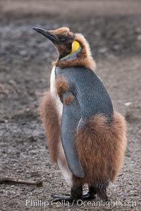 Oakum boys, juvenile king penguins at Salisbury Plain, South Georgia Island.  Named 'oakum boys' by sailors for the resemblance of their brown fluffy plumage to the color of oakum used to caulk timbers on sailing ships, these year-old penguins will soon shed their fluffy brown plumage and adopt the colors of an adult, Aptenodytes patagonicus