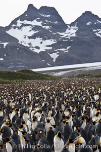 King penguin colony at Salisbury Plain, Bay of Isles, South Georgia Island.  Over 100,000 pairs of king penguins nest here, laying eggs in December and February, then alternating roles between foraging for food and caring for the egg or chick, Aptenodytes patagonicus