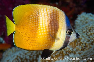 Kleins Butterflyfish, Chaetodon kleinii, Fiji, Chaetodon kleinii