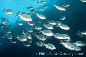 Striped sea chub, schooling, Kyphosus analogous, Wolf Island