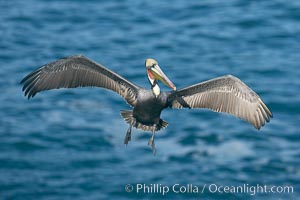 Brown pelican spreads its huge wings to slow before landing on seaside cliffs, Pelecanus occidentalis, Pelecanus occidentalis californicus, La Jolla, California