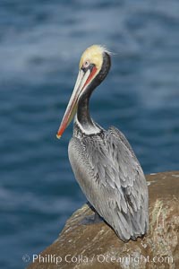 Brown pelican portrait, resting on sandstone cliffs beside the sea, winter mating plumage with distinctive dark brown nape and red gular throat pouch, Pelecanus occidentalis, Pelecanus occidentalis californicus, La Jolla, California