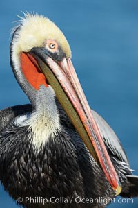 Brown pelican portrait, winter mating plumage with distinctive dark brown nape and red gular throat pouch, Pelecanus occidentalis, Pelecanus occidentalis californicus, La Jolla, California