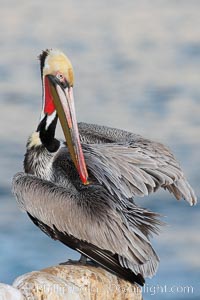 A brown pelican preening, reaching with its beak to the uropygial gland (preen gland) near the base of its tail.  Preen oil from the uropygial gland is spread by the pelican's beak and back of its head to all other feathers on the pelican, helping to keep them water resistant and dry, Pelecanus occidentalis, Pelecanus occidentalis californicus, La Jolla, California