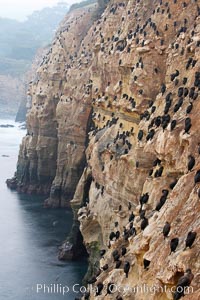 Cormorants rest on sandstone seacliffs above the ocean.  Likely Brandts and double-crested cormorants, Phalacrocorax, La Jolla, California