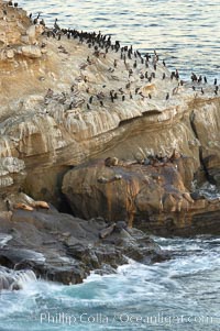 Sea lions, cormorants, gulls and pelicans rest on a sandstone rock above the ocean, La Jolla, California