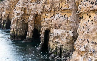 Cormorants resting on sea cliffs above sea caves, the famous La Jolla sea caves lie below tall cliffs at Goldfish Point.  Sunny Jim Cave. Sunrise