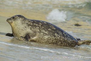 A Pacific harbor seal hauls out on a sandy beach.  This group of harbor seals, which has formed a breeding colony at a small but popular beach near San Diego, is at the center of considerable controversy.  While harbor seals are protected from harassment by the Marine Mammal Protection Act and other legislation, local interests would like to see the seals leave so that people can resume using the beach, Phoca vitulina richardsi, La Jolla, California