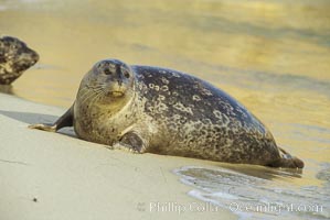 A Pacific harbor seal hauls out on a sandy beach.  This group of harbor seals, which has formed a breeding colony at a small but popular beach near San Diego, is at the center of considerable controversy.  While harbor seals are protected from harassment by the Marine Mammal Protection Act and other legislation, local interests would like to see the seals leave so that people can resume using the beach, Phoca vitulina richardsi, La Jolla, California