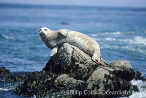 A Pacific harbor seal hauls out on a rock, Phoca vitulina richardsi, Monterey, California