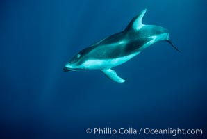 Pacific white sided dolphin, Lagenorhynchus obliquidens, San Diego, California