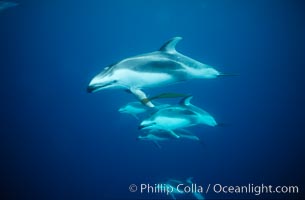 Pacific white sided dolphin, carrying drift kelp, Lagenorhynchus obliquidens, San Diego, California