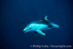 Pacific white sided dolphin, Lagenorhynchus obliquidens, San Diego, California