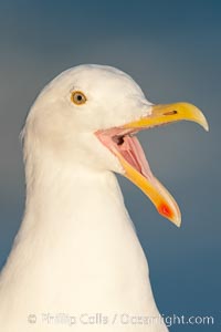 Western gull, Larus occidentalis, La Jolla, California