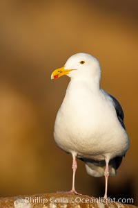 Western gull on sandstone cliffs, Larus occidentalis, La Jolla, California