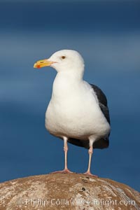 Western gull, Larus occidentalis, La Jolla, California