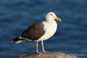 Western gull, Larus occidentalis, La Jolla, California