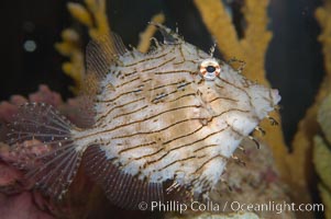 Leafy filefish, Chaetoderma penicilligera