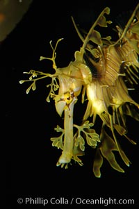 Leafy Seadragon, Phycodurus eques