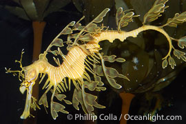 Leafy Seadragon, Phycodurus eques