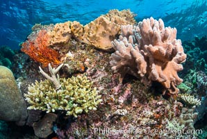 Leather coral, gorgonian and stony corals, on a South Pacific coral reef, Fiji, Gorgonacea, Sarcophyton, Vatu I Ra Passage, Bligh Waters, Viti Levu  Island