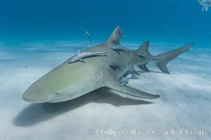 Lemon shark with live sharksuckers, Echeneis naucrates, Negaprion brevirostris