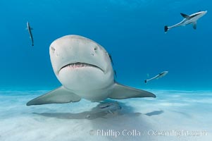 Lemon shark with live sharksuckers, Echeneis naucrates, Negaprion brevirostris