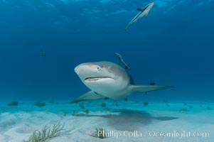 Lemon shark with live sharksuckers, Echeneis naucrates, Negaprion brevirostris