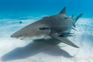 Lemon shark with live sharksuckers, Echeneis naucrates, Negaprion brevirostris