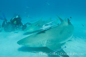 Lemon shark and photographer Jim Abernethy, Negaprion brevirostris