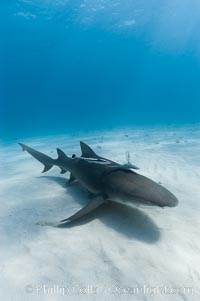 Lemon shark, Negaprion brevirostris