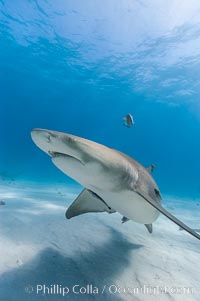 Lemon shark, Negaprion brevirostris