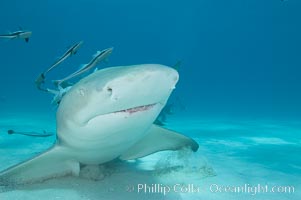 Lemon shark with live sharksuckers, Echeneis naucrates, Negaprion brevirostris