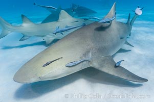Lemon shark with live sharksuckers, Echeneis naucrates, Negaprion brevirostris