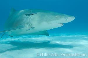 Lemon shark, Negaprion brevirostris