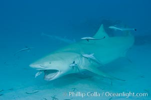 Lemon shark, Negaprion brevirostris