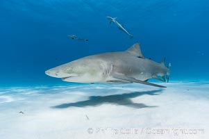 Lemon shark, Negaprion brevirostris