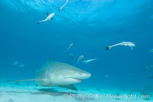 Lemon shark with live sharksuckers, Echeneis naucrates, Negaprion brevirostris