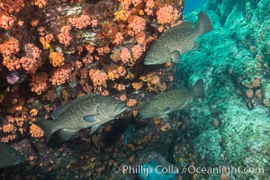 Leopard grouper Mycteroperca rosacea,  Sea of Cortez