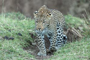 Leopard, Olare Orok Conservancy, Kenya, Panthera pardus