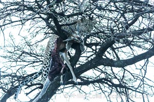 Leopard with kill in tree at night, Panthera pardus, Olare Orok Conservancy