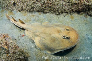 Lesser electric ray, Sea of Cortez, Baja California, Mexico, Narcine entemedor