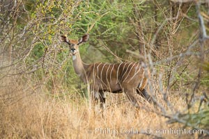 Lesser kudu, Meru National Park, Kenya