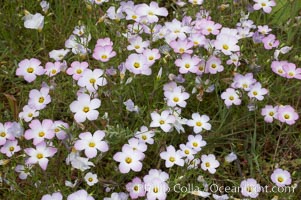 Ground pink blooms in spring, Batiquitos Lagoon, Carlsbad, Linanthus dianthiflorus