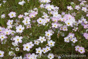 Ground pink blooms in spring, Batiquitos Lagoon, Carlsbad, Linanthus dianthiflorus