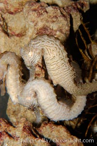 Lined seahorse, Hippocampus erectus