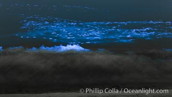 Bottlenose dolphins swim through red tide, hunt a school of fish, lit by glowing bioluminescence caused by microscopic Lingulodinium polyedrum dinoflagellate organisms which glow blue when agitated at night, Lingulodinium polyedrum, La Jolla, California