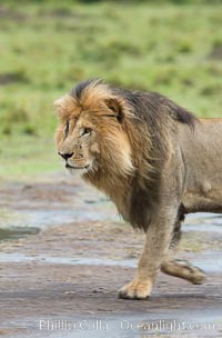 Lion, adult male, Maasai Mara National Reserve, Kenya, Panthera leo