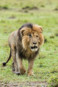 Lion, adult male, Maasai Mara National Reserve, Kenya, Panthera leo